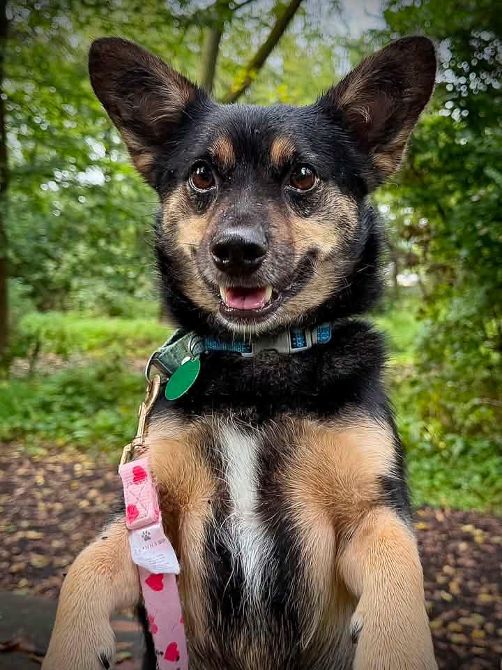 Enlarge Bean, a Adoptable mixed breed in Breinigsville, PA image 2/6