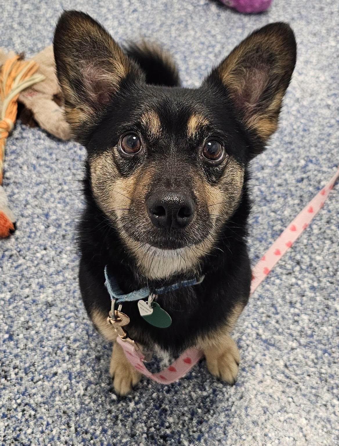 Enlarge Bean, a Adoptable mixed breed in Breinigsville, PA image 6/6