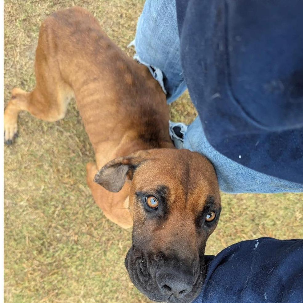 Enlarge XENA  Available NOW - ADOPTION or RESCUE!, a Adoptable Mixed Breed in Nashville, NC image 1/2