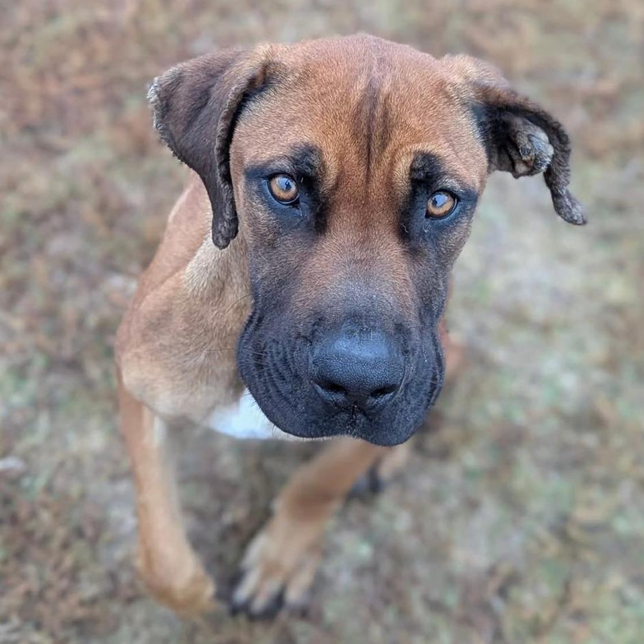 Enlarge XENA  Available NOW - ADOPTION or RESCUE!, a Adoptable Mixed Breed in Nashville, NC image 2/2