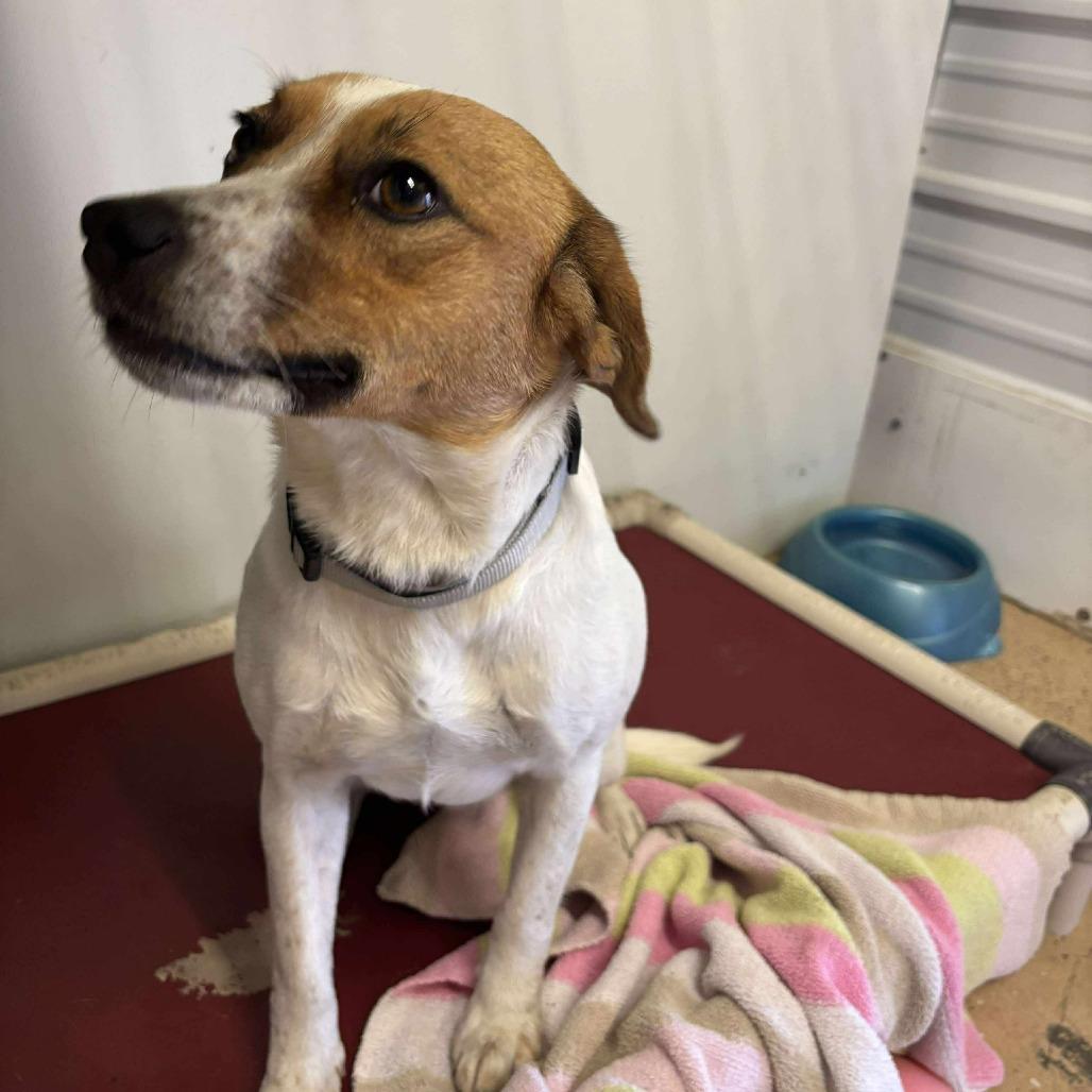 Enlarge Roy, a Adopted mixed breed in ONeill, NE image 1/1