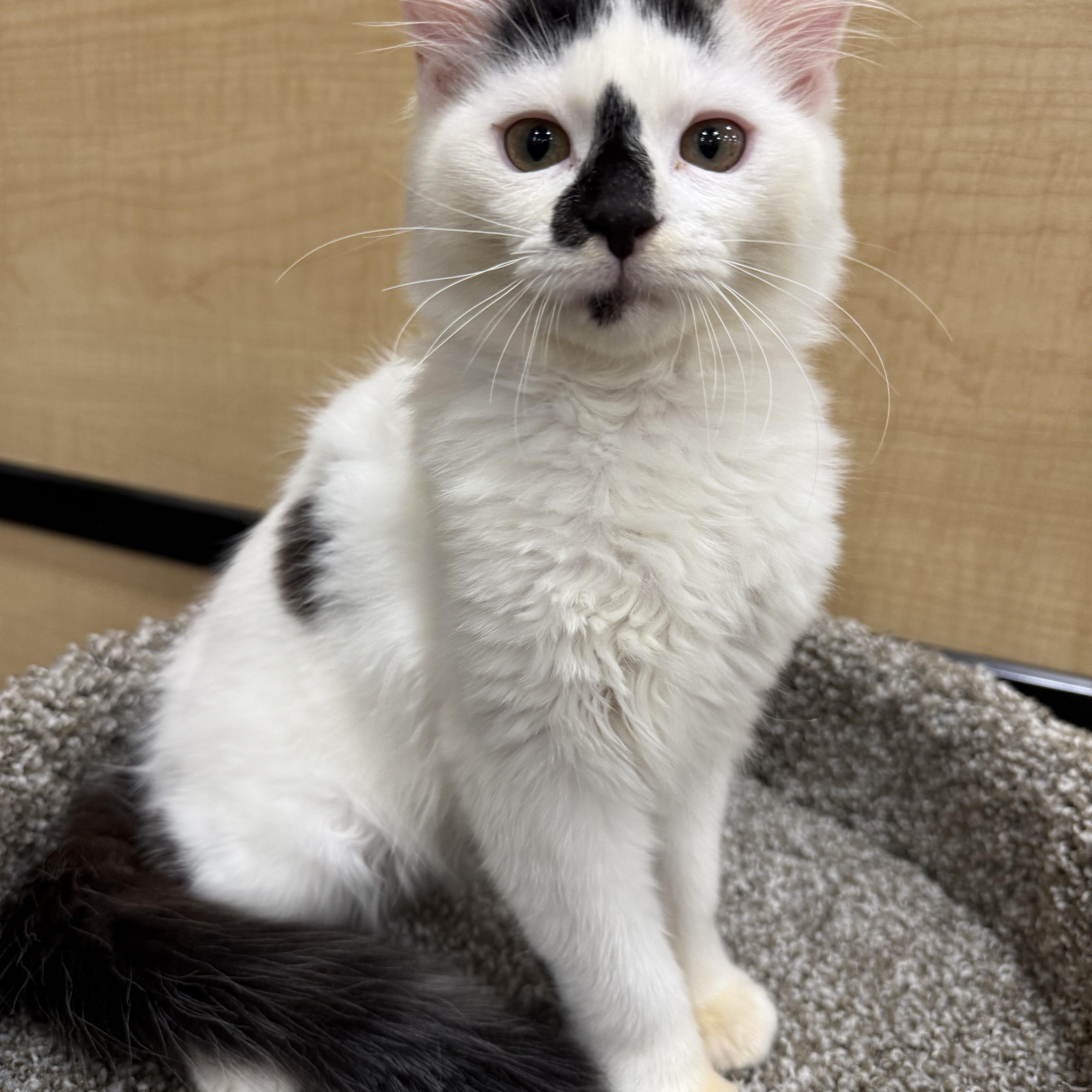 Denver , adopted, Young Male Domestic Medium Hair.