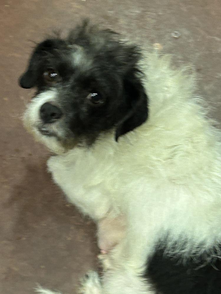 Scarlet, Adoptable, Young Female Shih Tzu & Jack Russell Terrier.