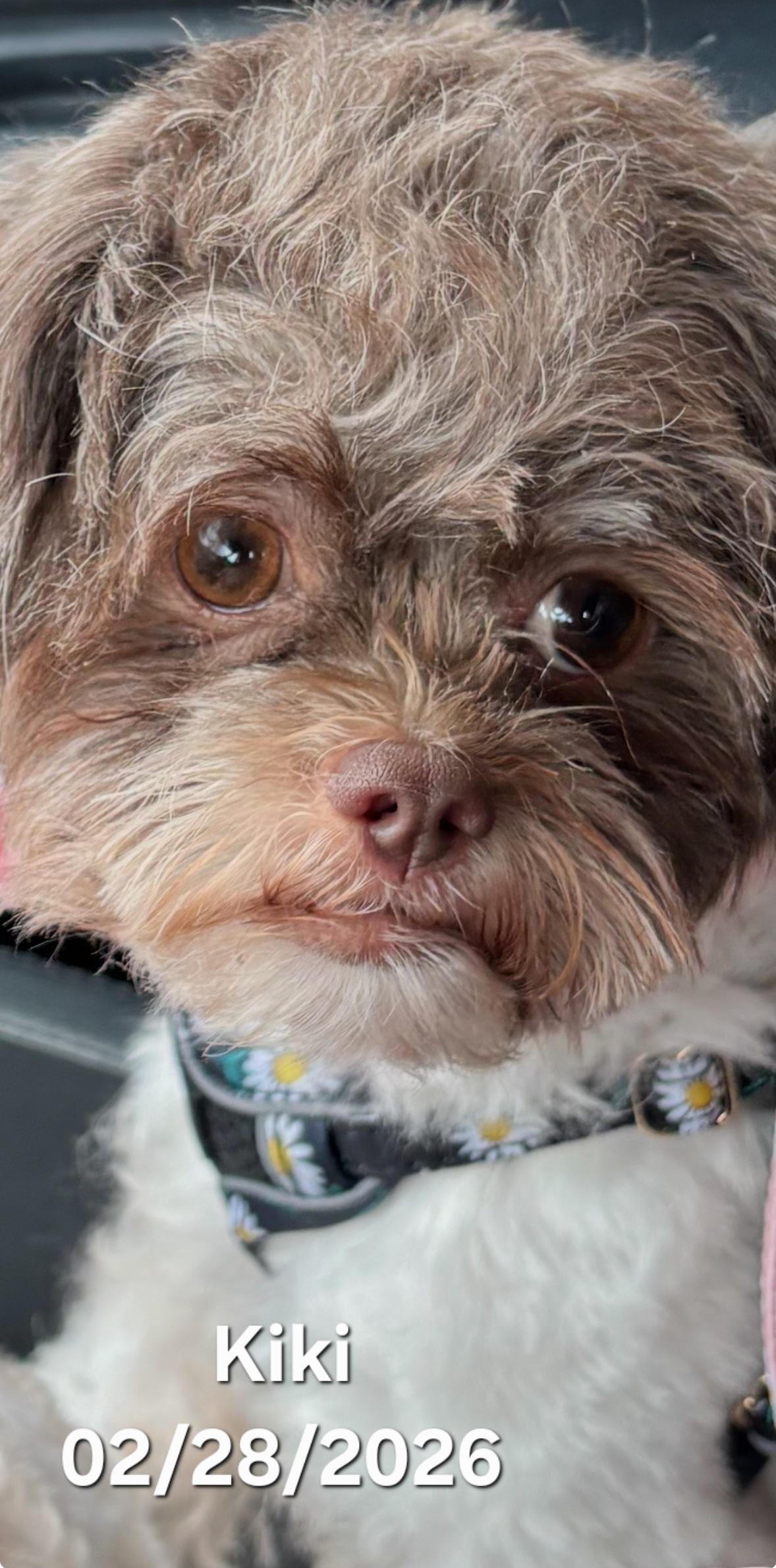 Enlarge KiKi, an adopted Shih poo in Warren, RI image 2/3