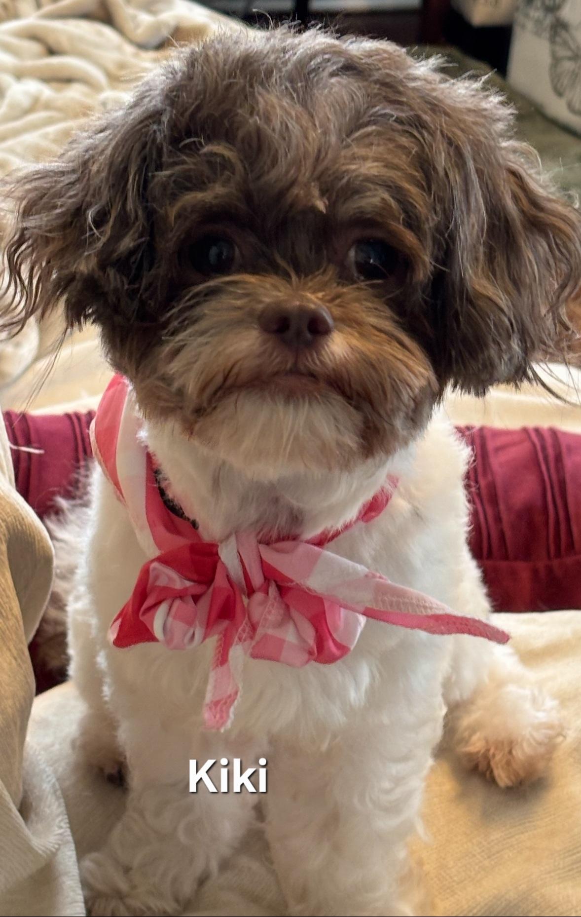Enlarge KiKi, an adopted Shih poo in Warren, RI image 1/3