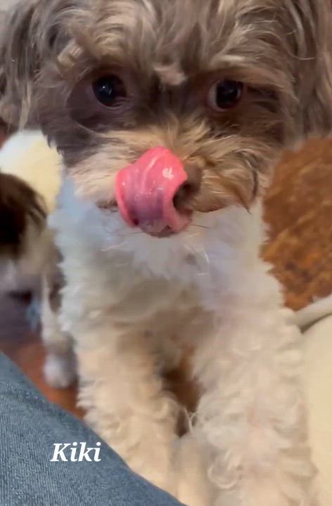 Enlarge KiKi, an adopted Shih poo in Warren, RI video 3/3