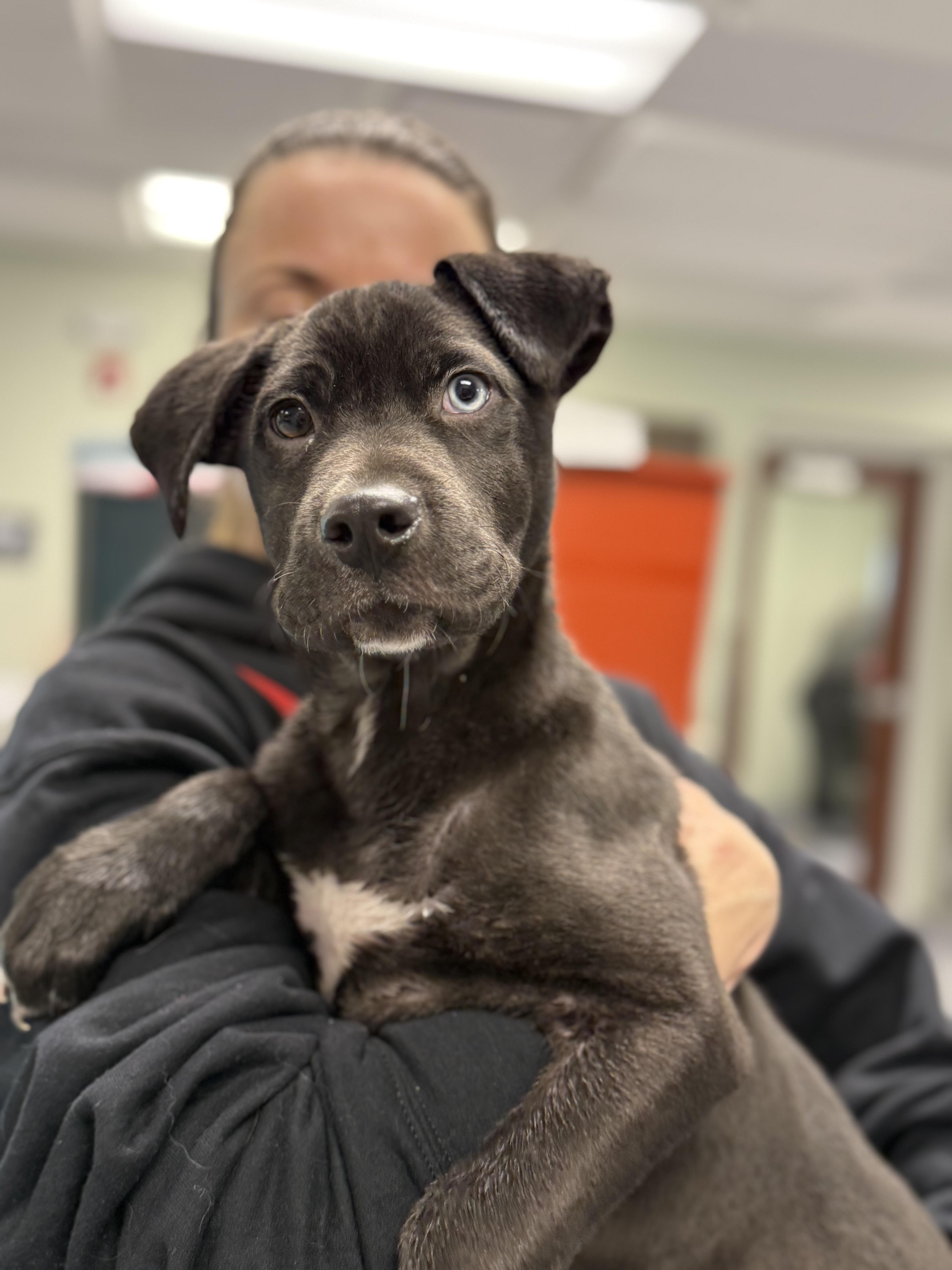 Enlarge Bluey, a ADOPTABLE mixed breed in Milford, CT image 1/4
