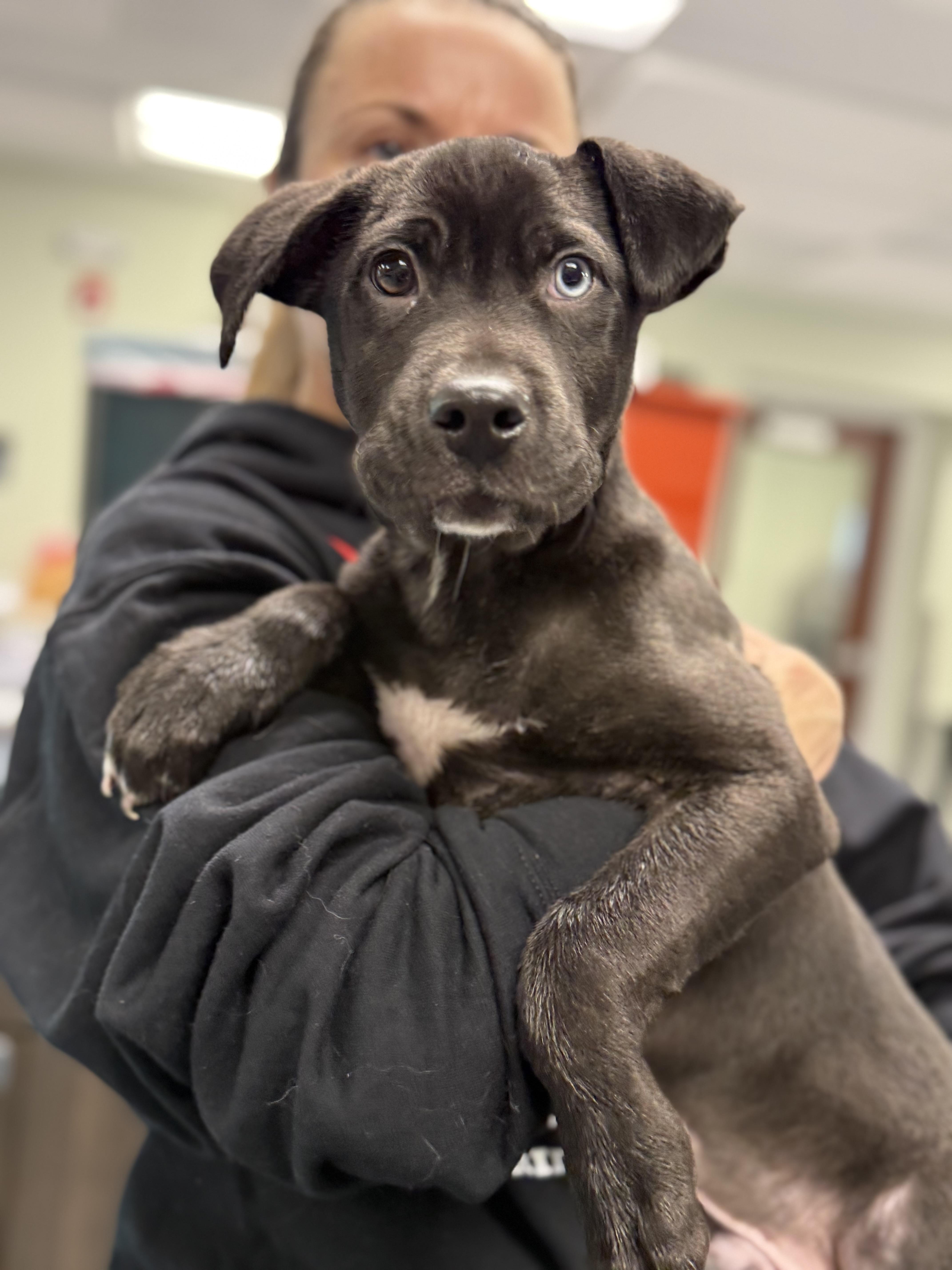 Enlarge Bluey, a ADOPTABLE mixed breed in Milford, CT image 4/4