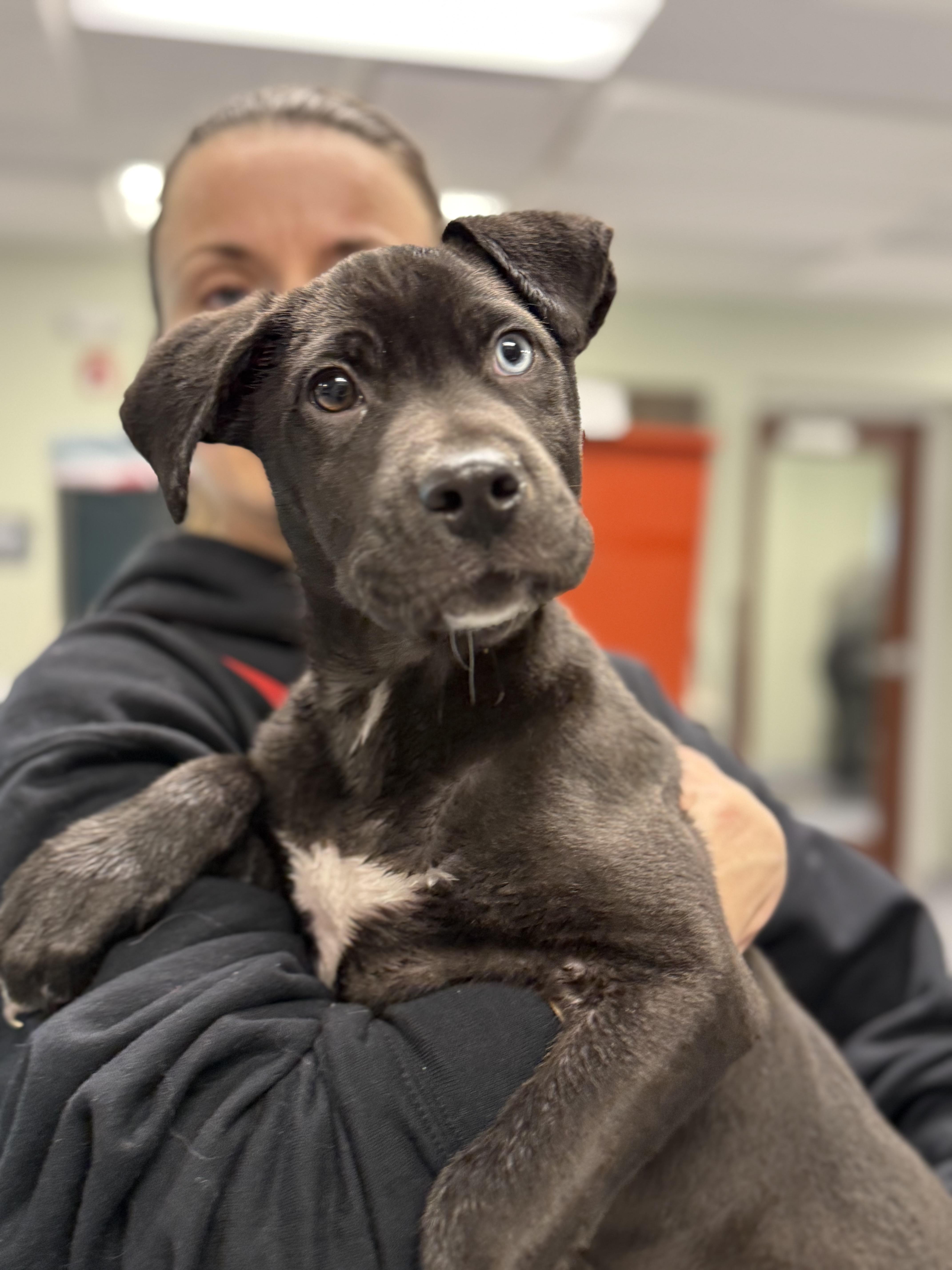 Enlarge Bluey, a ADOPTABLE mixed breed in Milford, CT image 2/4