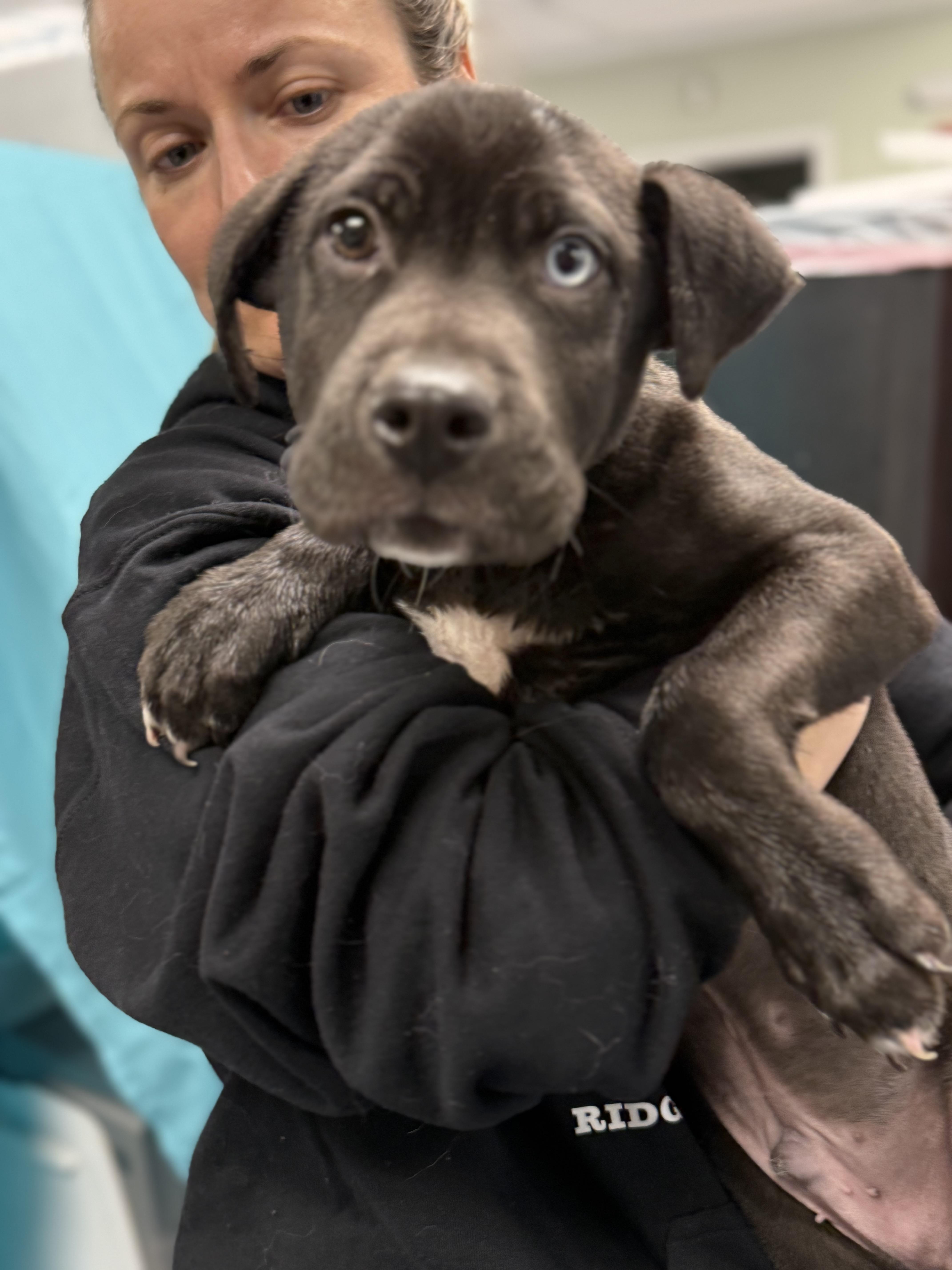 Enlarge Bluey, a ADOPTABLE mixed breed in Milford, CT image 3/4