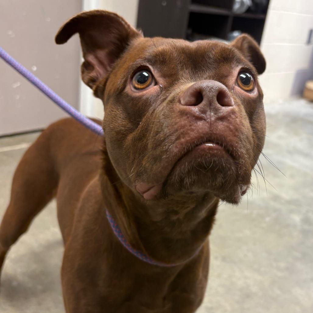 Mocha, Adoptable, Adult Female Boxer & Pit Bull Terrier.