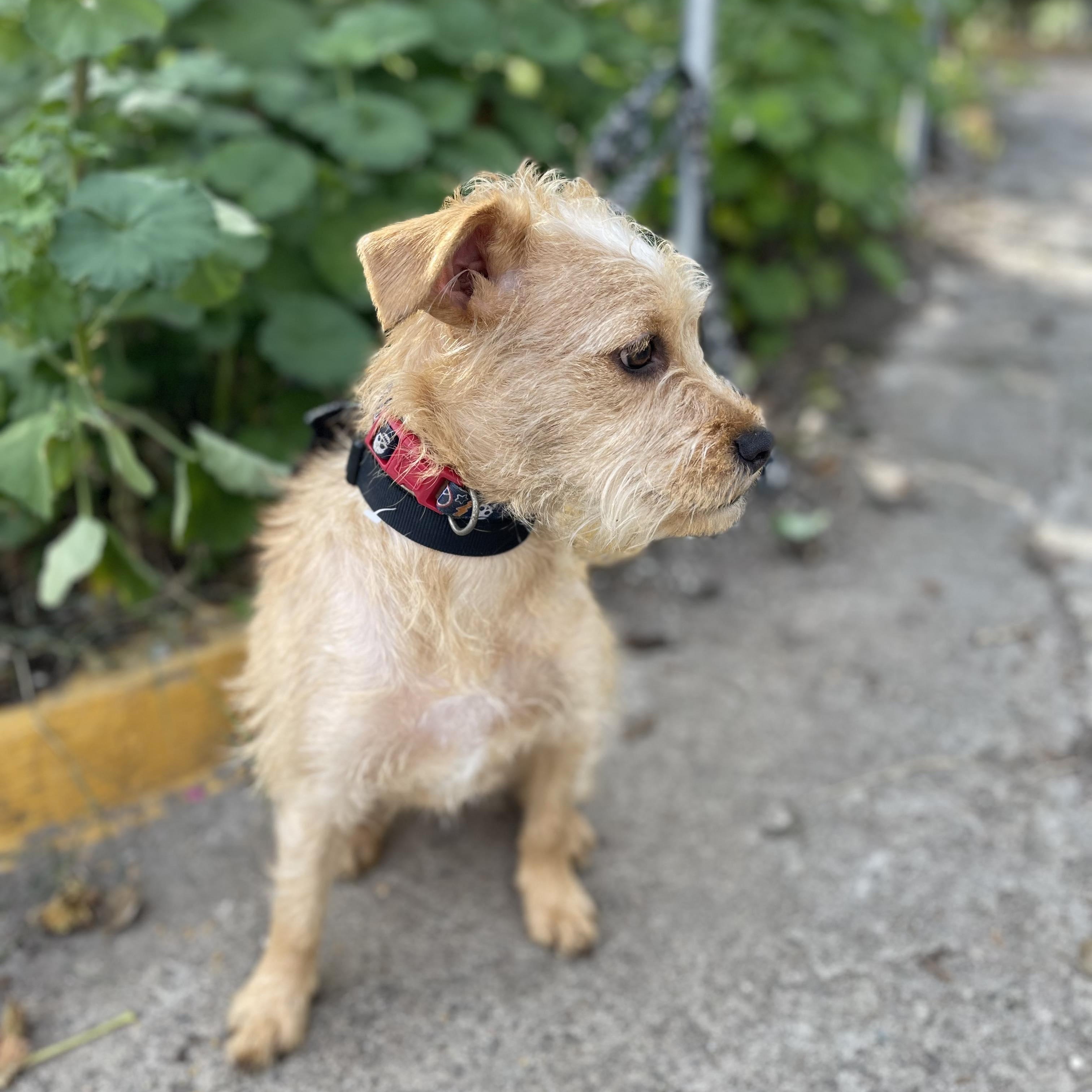 DARLING 14 months 10 lbs, a Adoptable mixed breed in Aliso Viejo, CA image 4/6