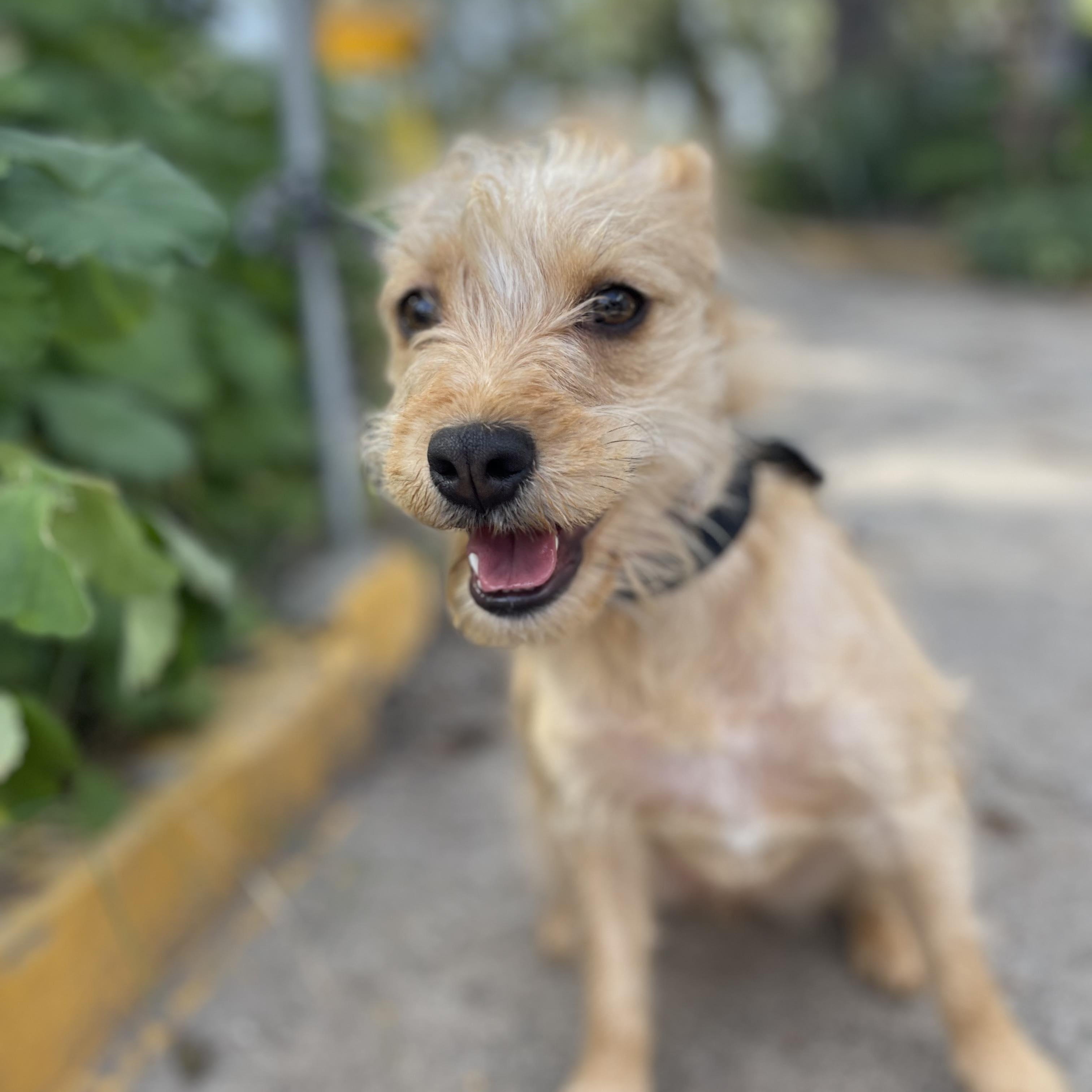 DARLING 14 months 10 lbs, a Adoptable mixed breed in Aliso Viejo, CA image 3/6