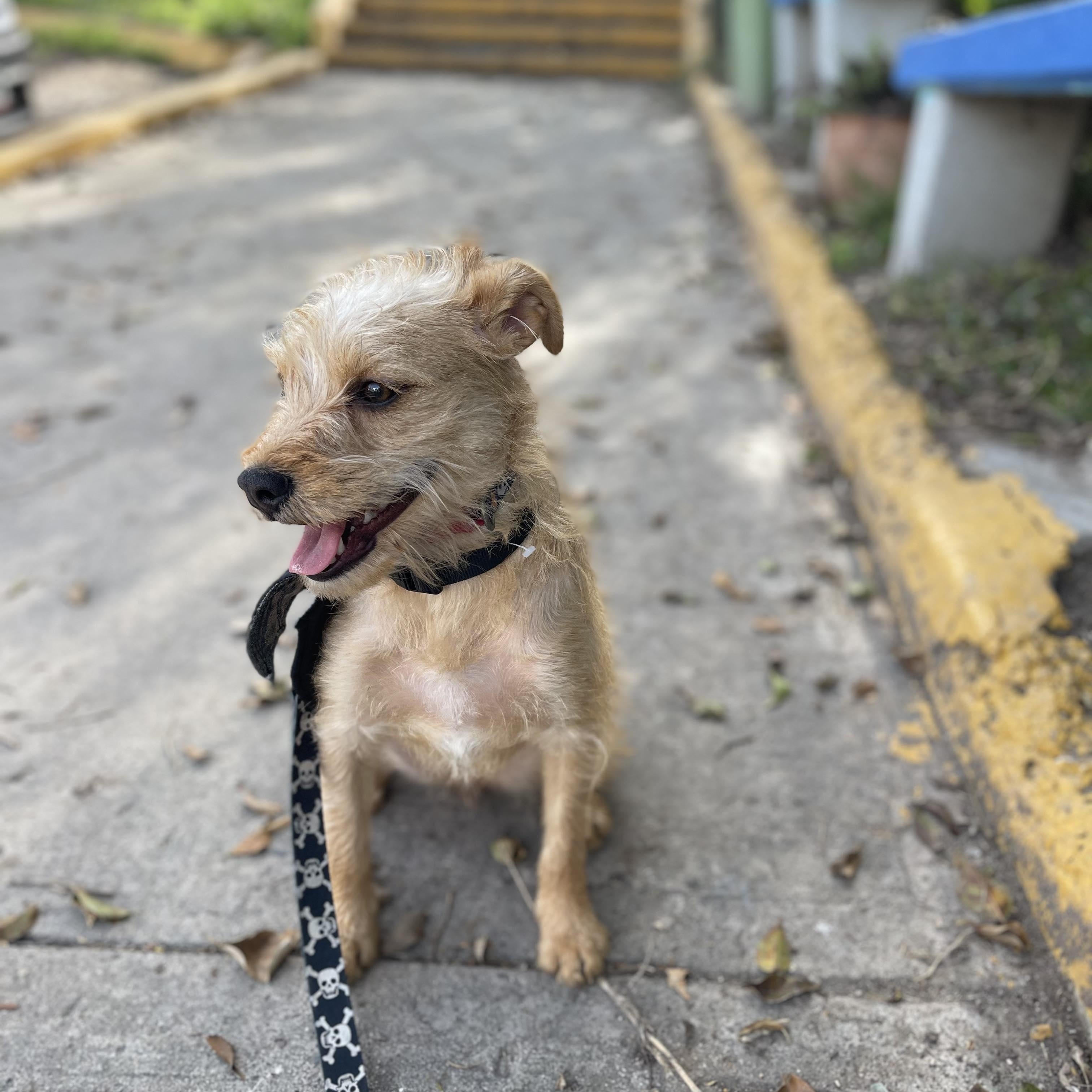 DARLING 14 months 10 lbs, a Adoptable mixed breed in Aliso Viejo, CA image 6/6