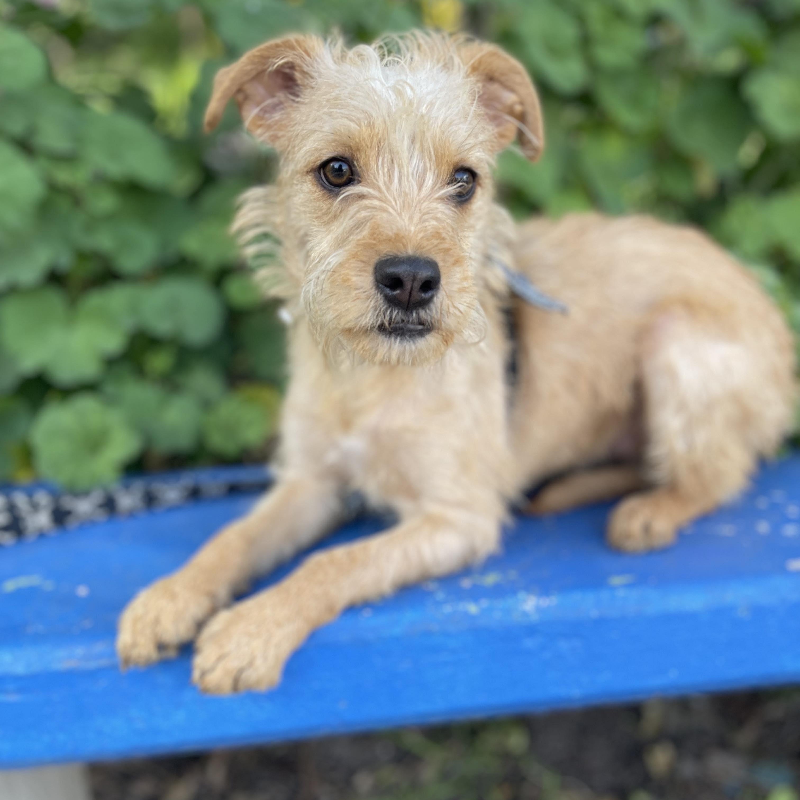 DARLING 14 months 10 lbs, Adoptable, Adult Female Border Terrier.