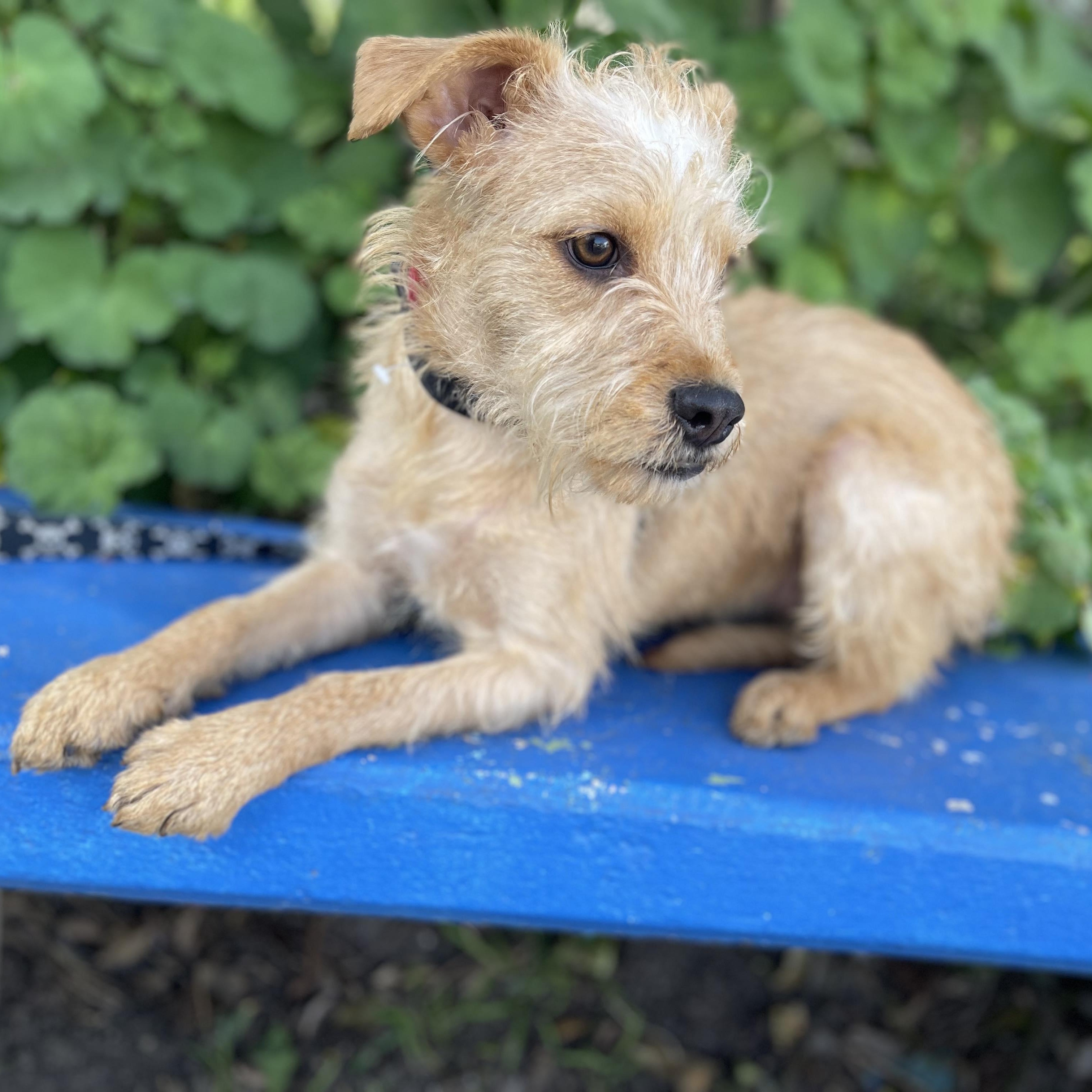 DARLING 14 months 10 lbs, a Adoptable mixed breed in Aliso Viejo, CA image 5/6