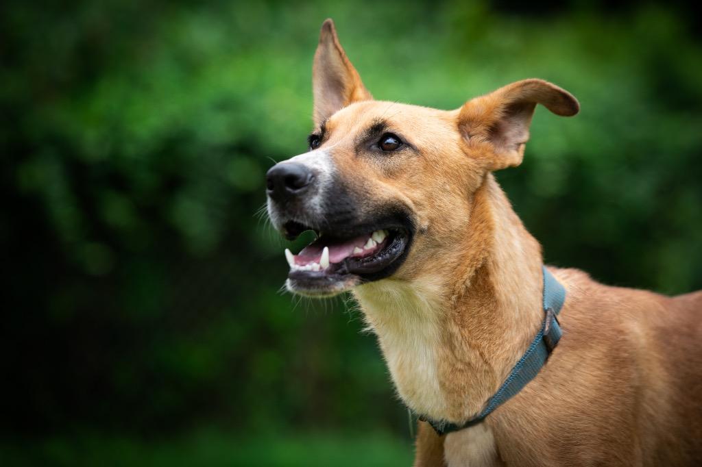 Maxwell, a Adoptable mixed breed in Forsyth, GA image 1/4