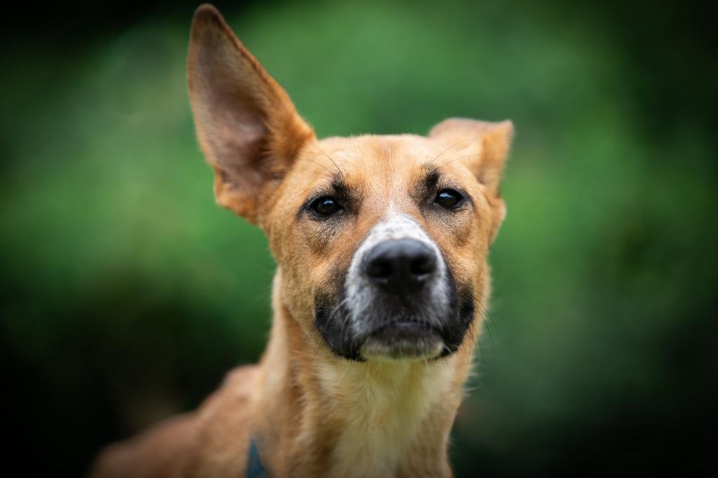 Maxwell, a Adoptable mixed breed in Forsyth, GA image 2/4