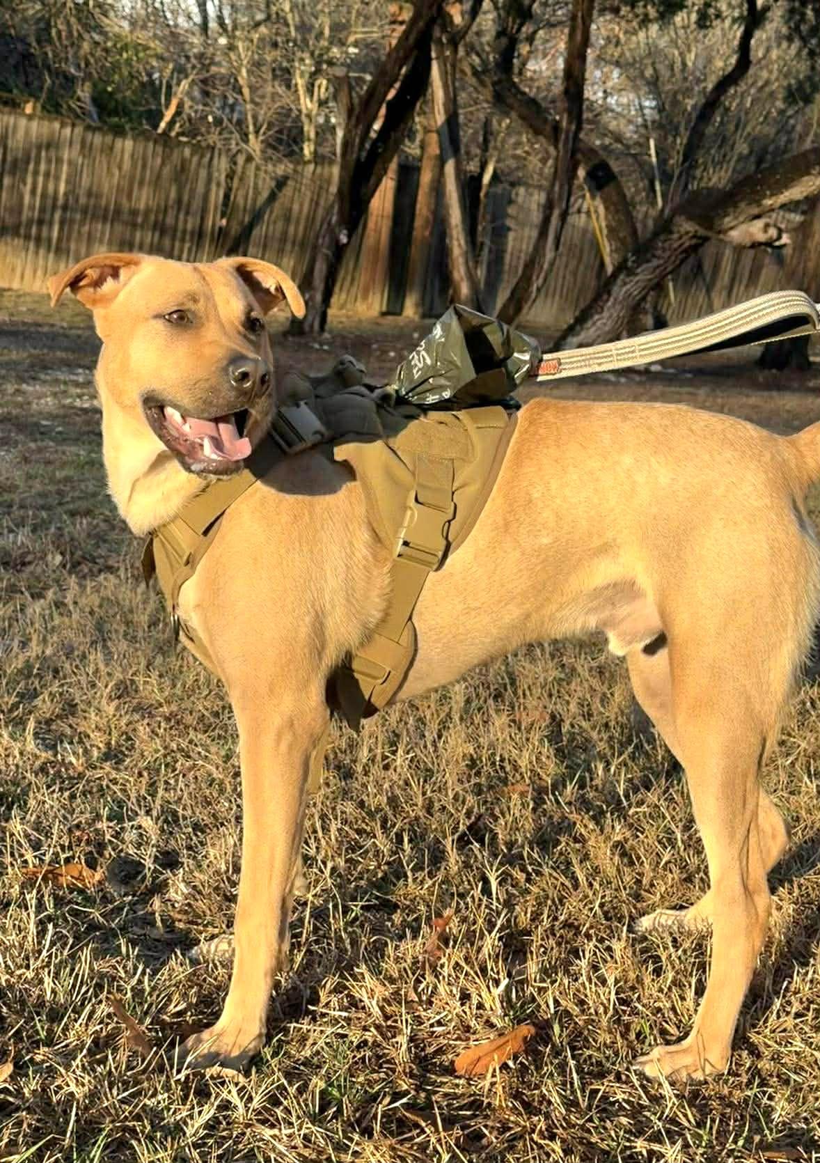 Enlarge Van the Man!, a Adoptable mixed breed in Elk Grove Village, IL image 5/6