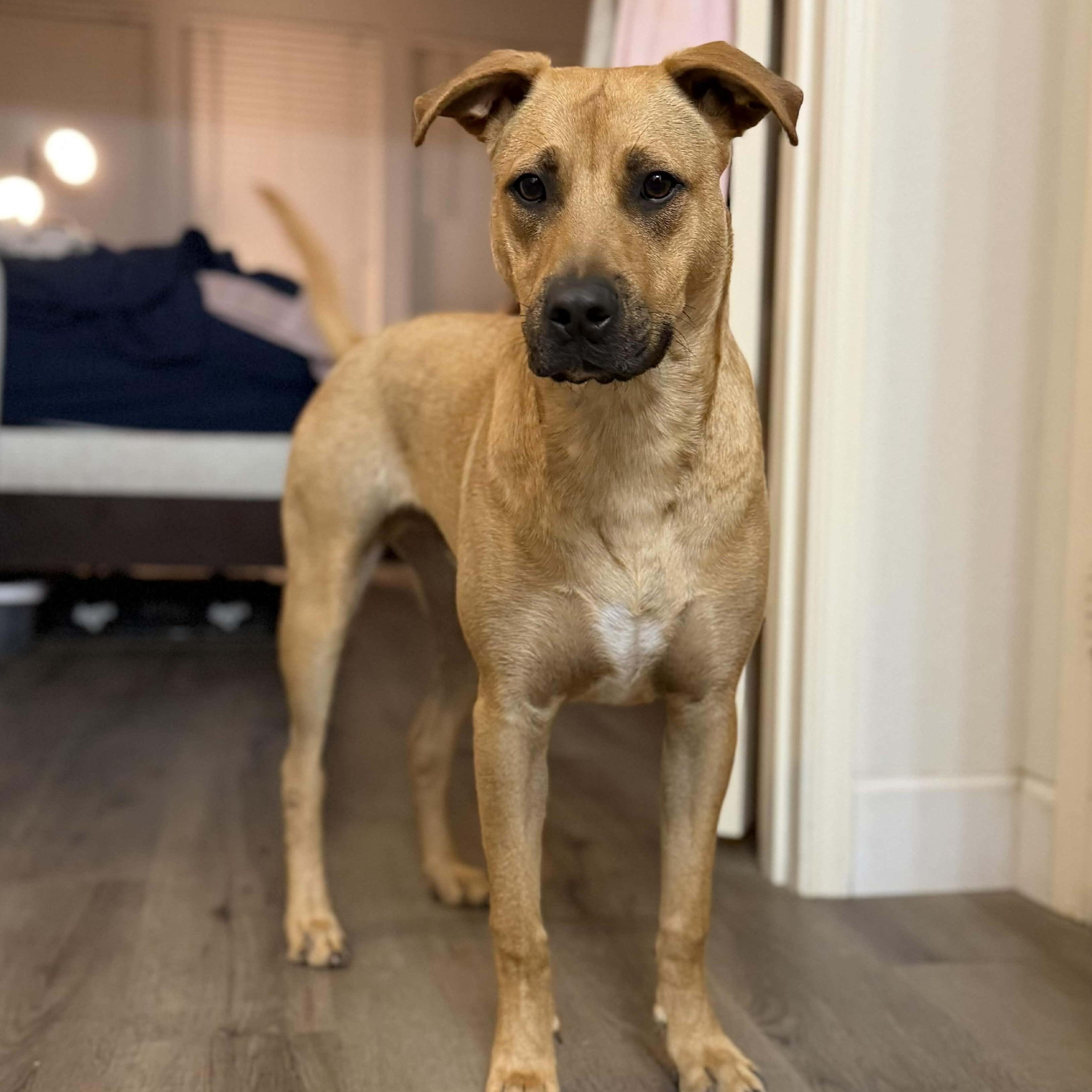 Enlarge Van the Man!, a Adoptable mixed breed in Elk Grove Village, IL image 2/6