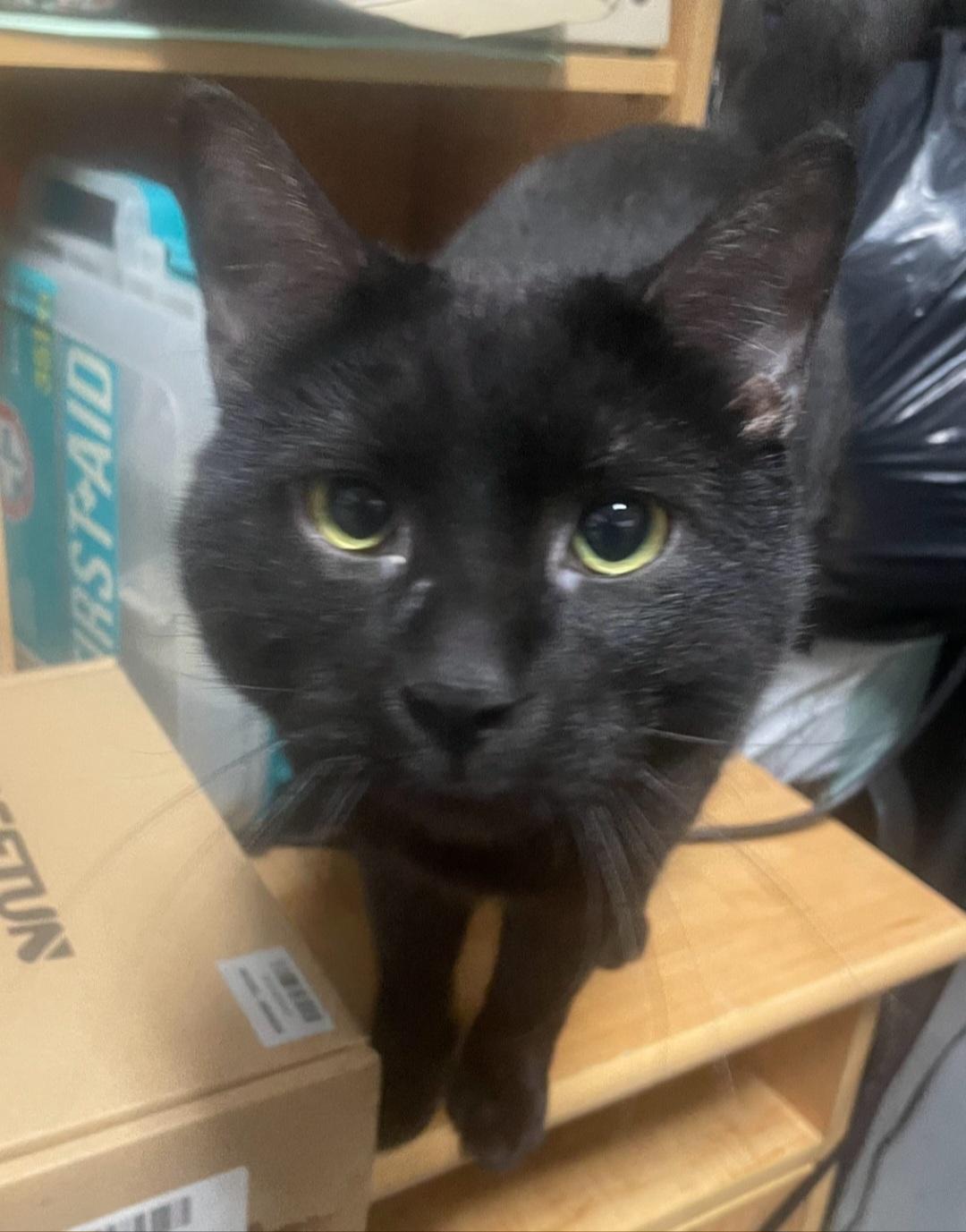 Enlarge F-Gus, a Adoptable Domestic Short Hair in Billings, MT image 1/1