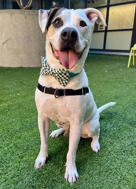 SNOOP, Adoptable, Adult Male Pit Bull Terrier.