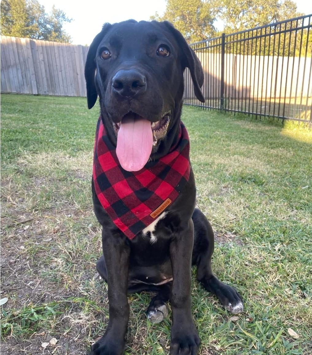 Hans & Hanna, ADOPTABLE, Young Male Great Dane & Labrador Retriever.