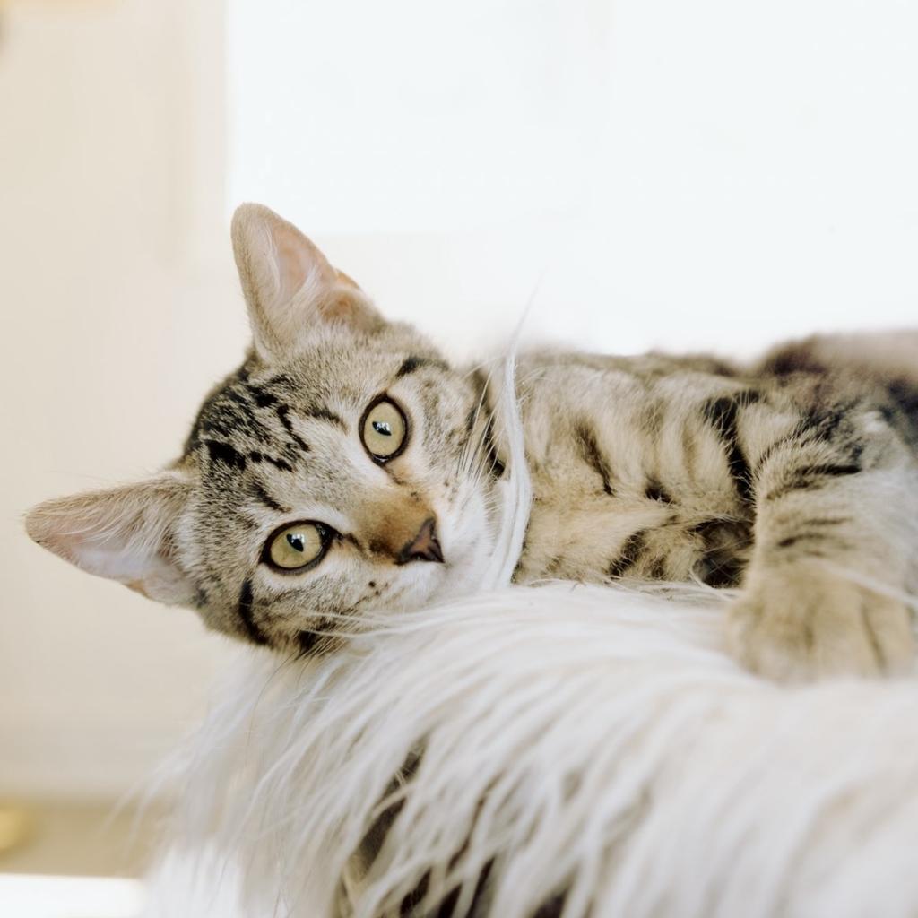 Enlarge Georgie, a Adoptable Domestic Medium Hair in Meridian, ID image 1/6