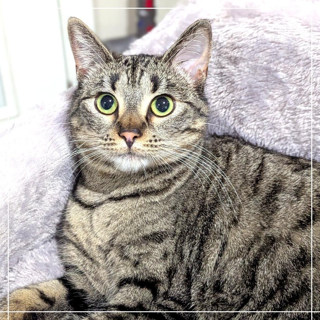 Enlarge Georgie, a Adoptable Domestic Medium Hair in Meridian, ID image 2/6