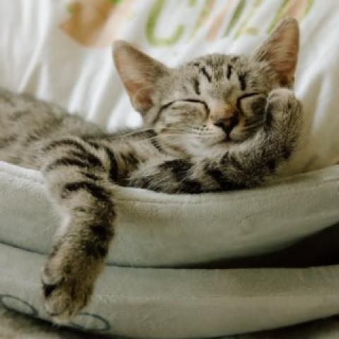 Enlarge Georgie, a Adoptable Domestic Medium Hair in Meridian, ID image 3/6