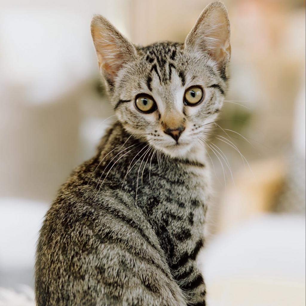 Enlarge Georgie, a Adoptable Domestic Medium Hair in Meridian, ID image 4/6