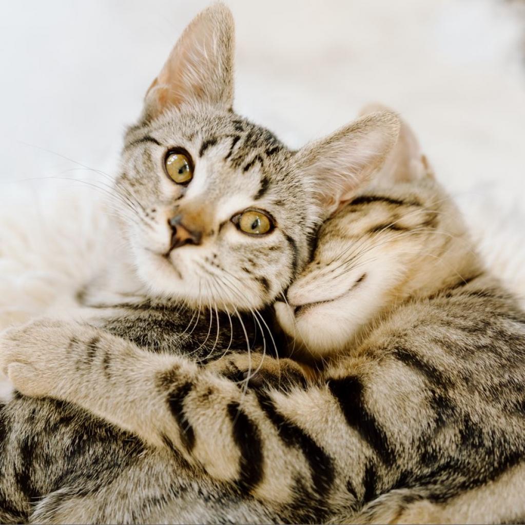 Enlarge Georgie, a Adoptable Domestic Medium Hair in Meridian, ID image 5/6