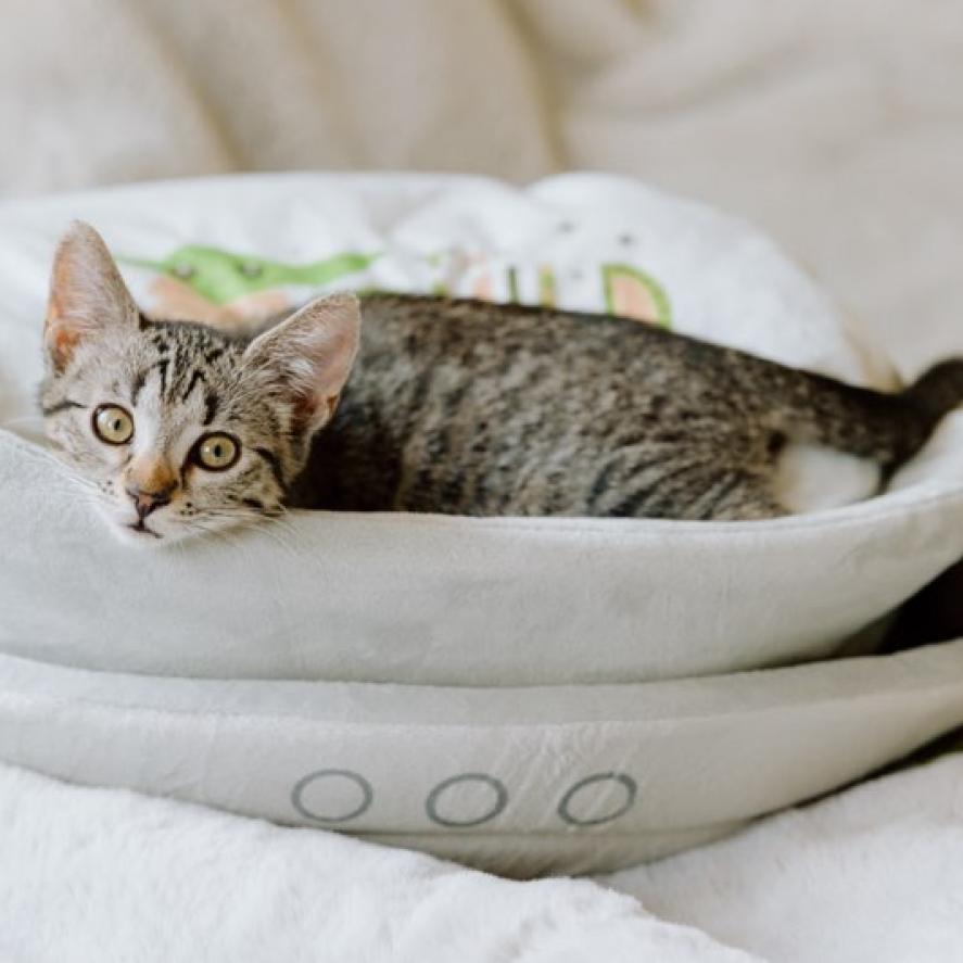 Enlarge Georgie, a Adoptable Domestic Medium Hair in Meridian, ID image 6/6