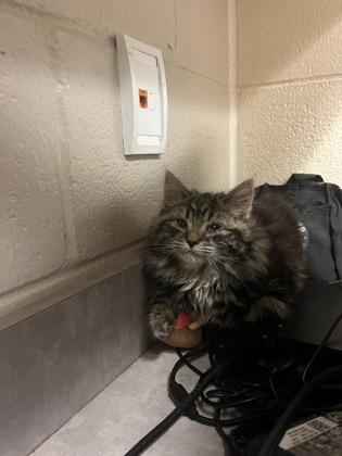 Gilly, Adoptable, Kitten Female Domestic Long Hair & Domestic Short Hair.