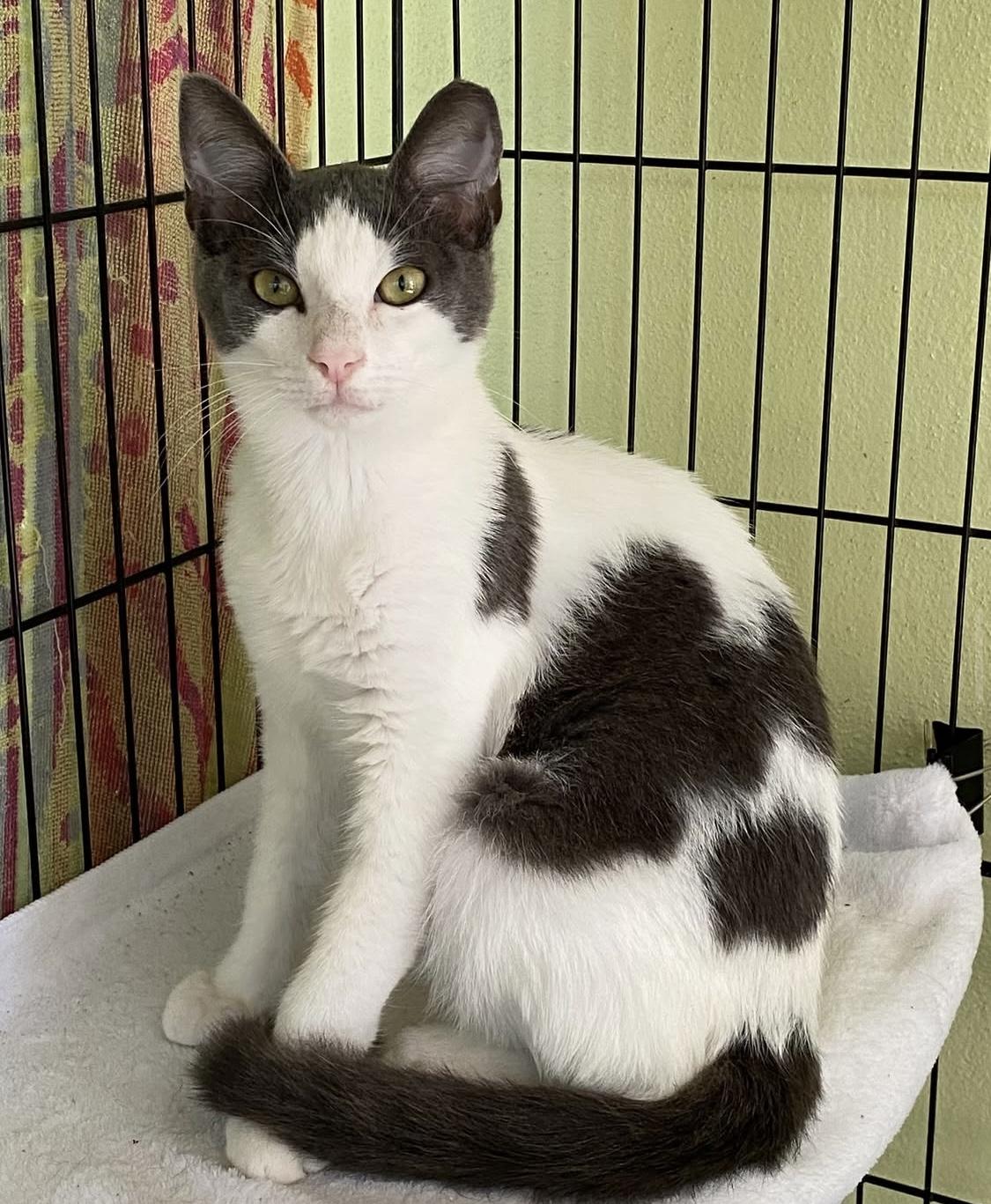 LUKE SKY WALKER, Adoptable, Adult Male Domestic Short Hair.