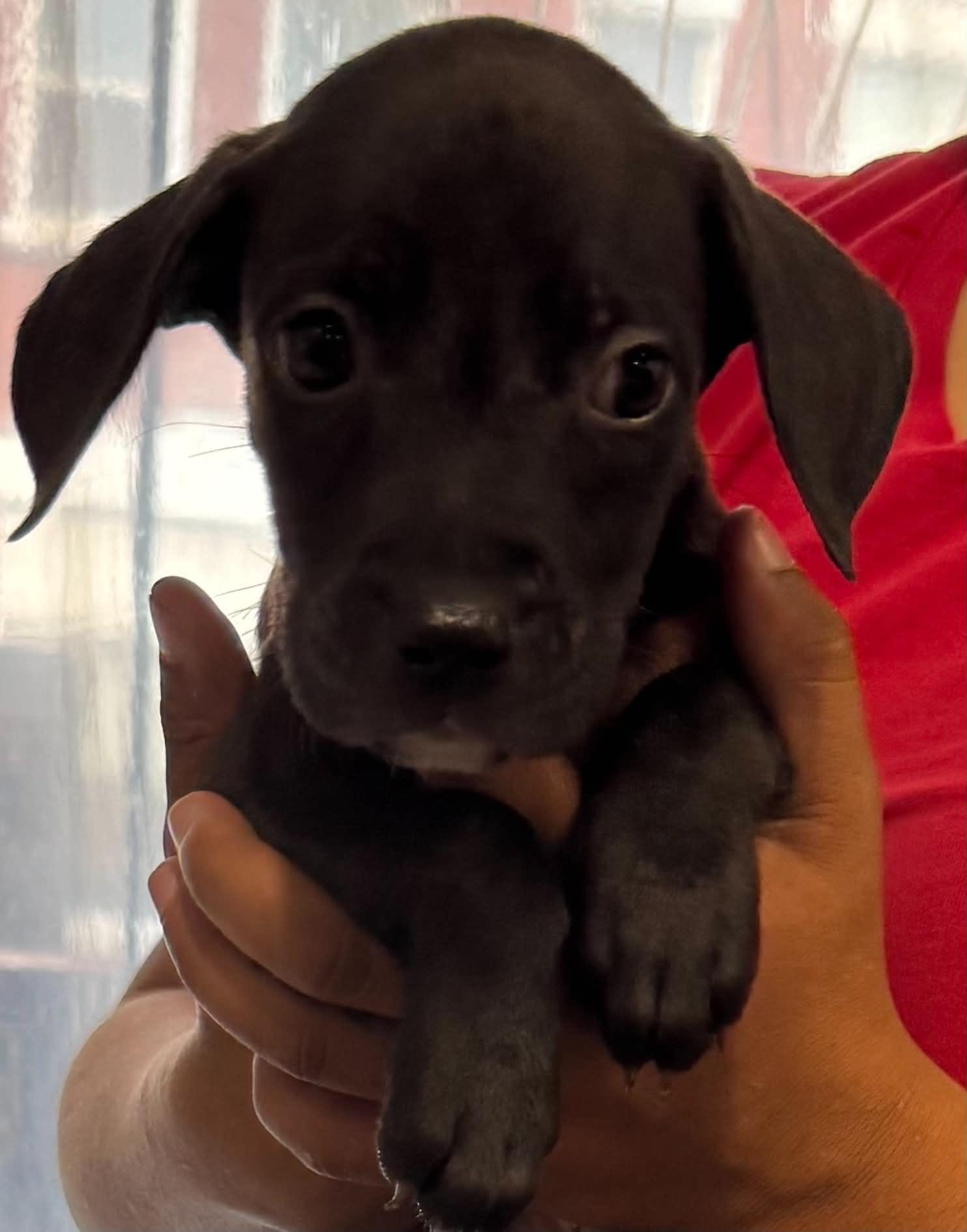 Jake, Adoptable, Puppy Male Labrador Retriever & Pit Bull Terrier.