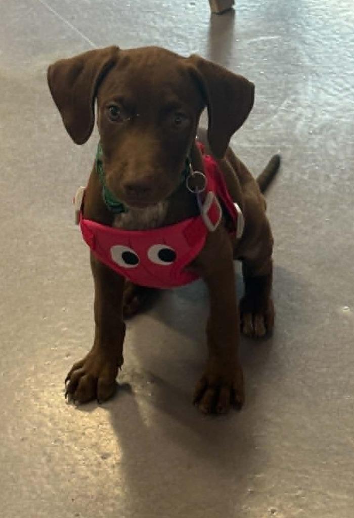 Josie ([PRE-ADOPTION), Adopted, Puppy Female Labrador Retriever & Mixed Breed.