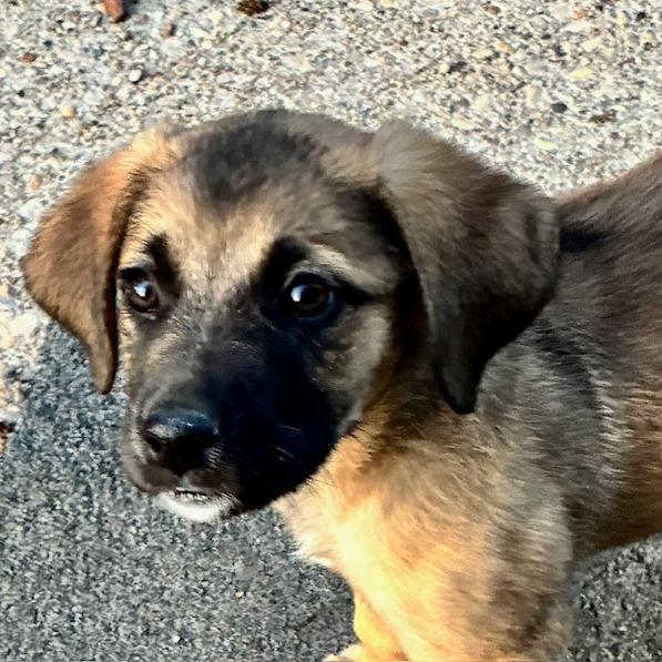 Mio, a Adoptable mixed breed in Cincinnati, OH image 1/2