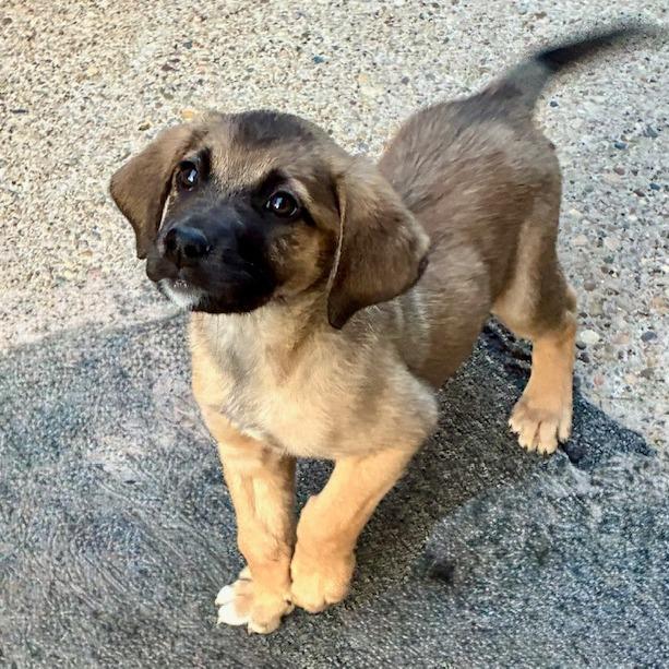 Mio, a Adoptable mixed breed in Cincinnati, OH image 2/2