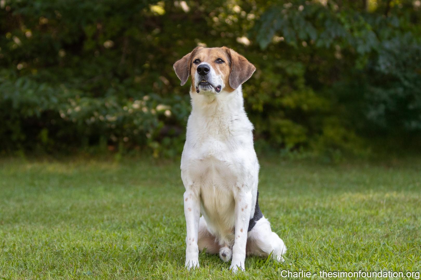Charlie Brown, a Adoptable mixed breed in Bloomfield, CT image 1/5