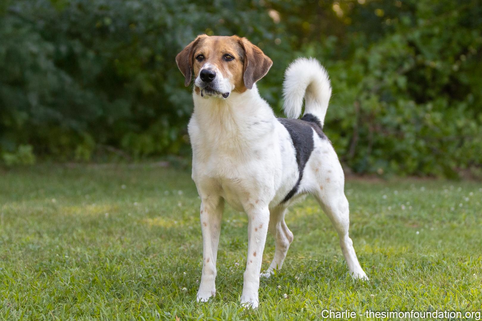 Charlie Brown, a Adoptable mixed breed in Bloomfield, CT image 2/5