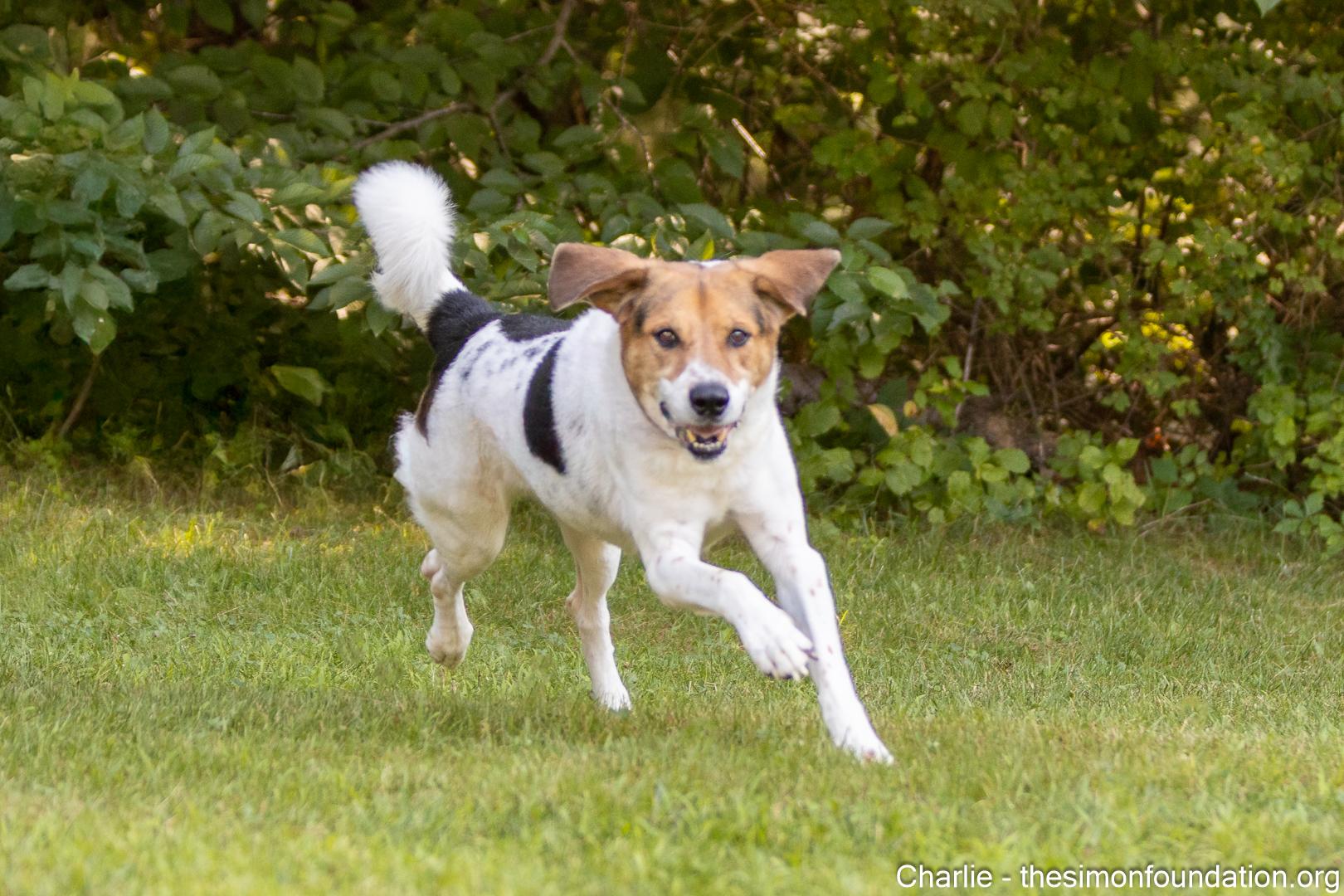 Charlie Brown, a Adoptable mixed breed in Bloomfield, CT image 3/5