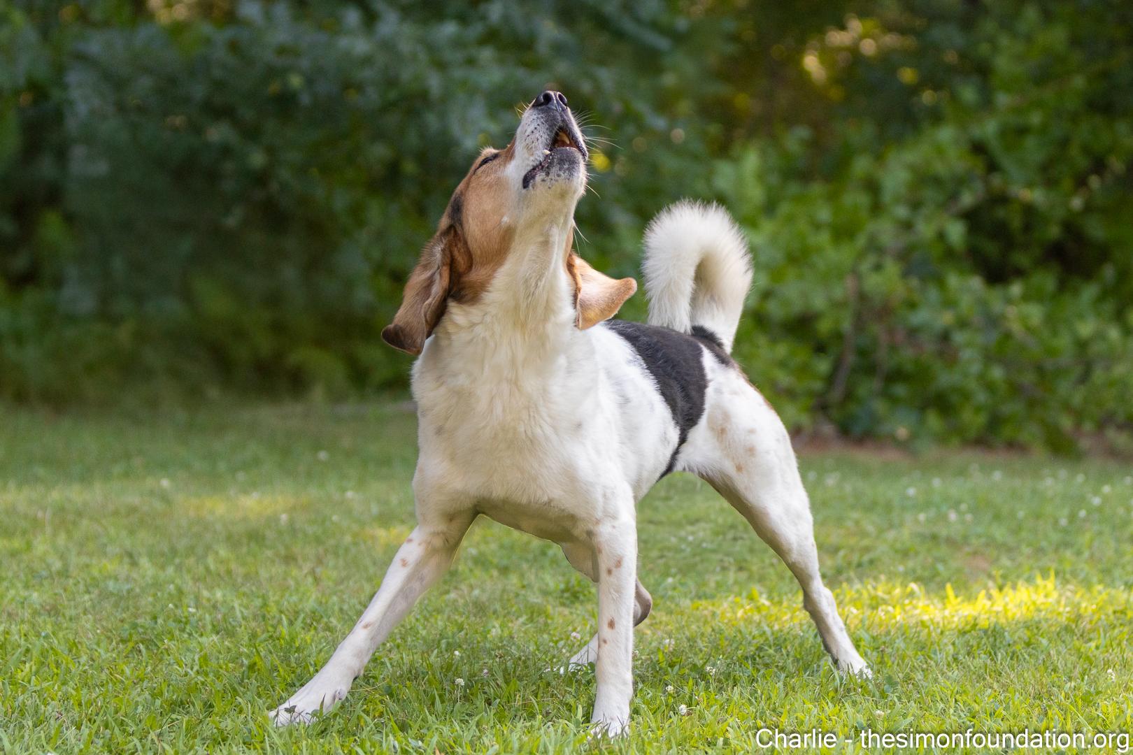 Charlie Brown, a Adoptable mixed breed in Bloomfield, CT image 4/5