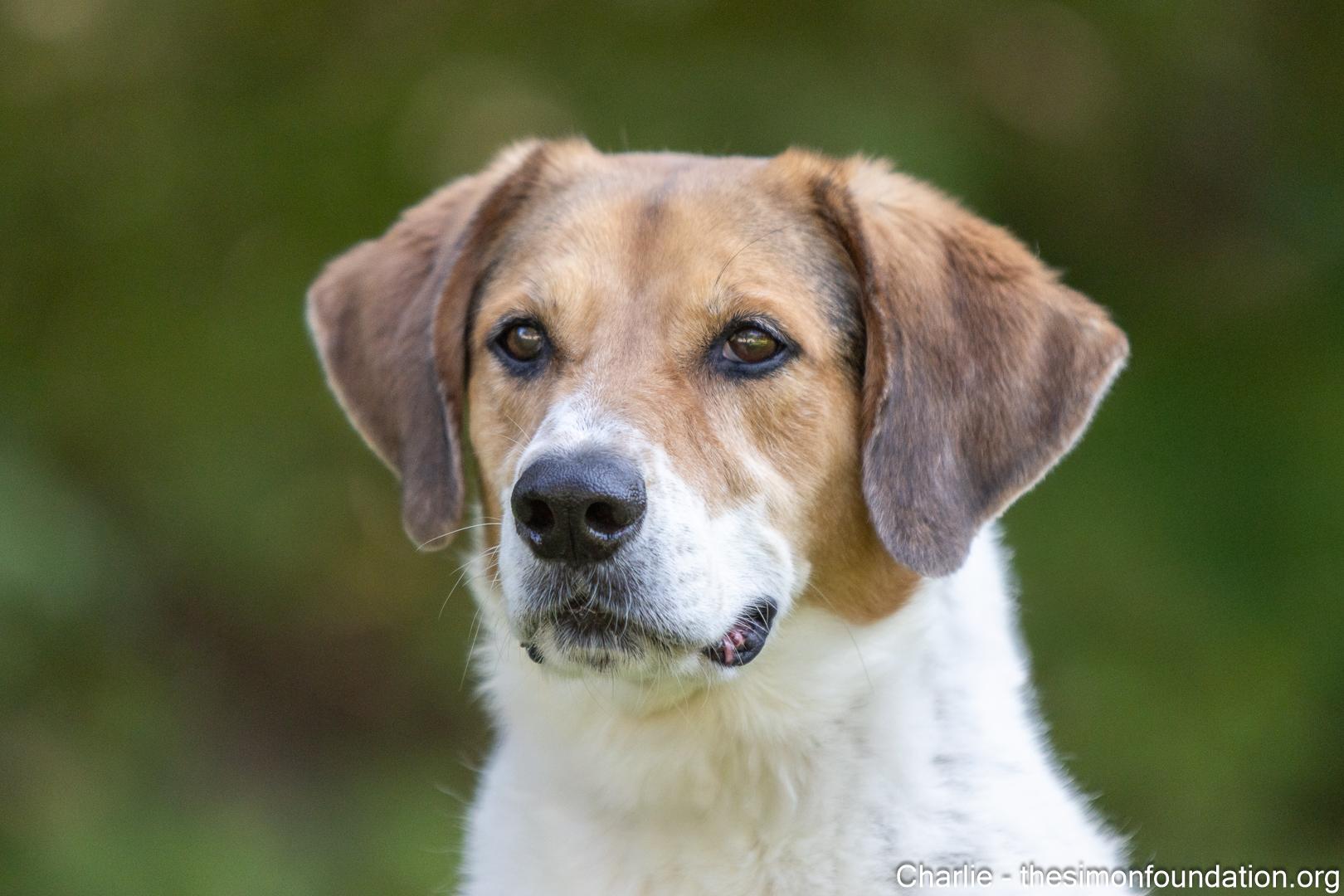 Charlie Brown, a Adoptable mixed breed in Bloomfield, CT image 5/5