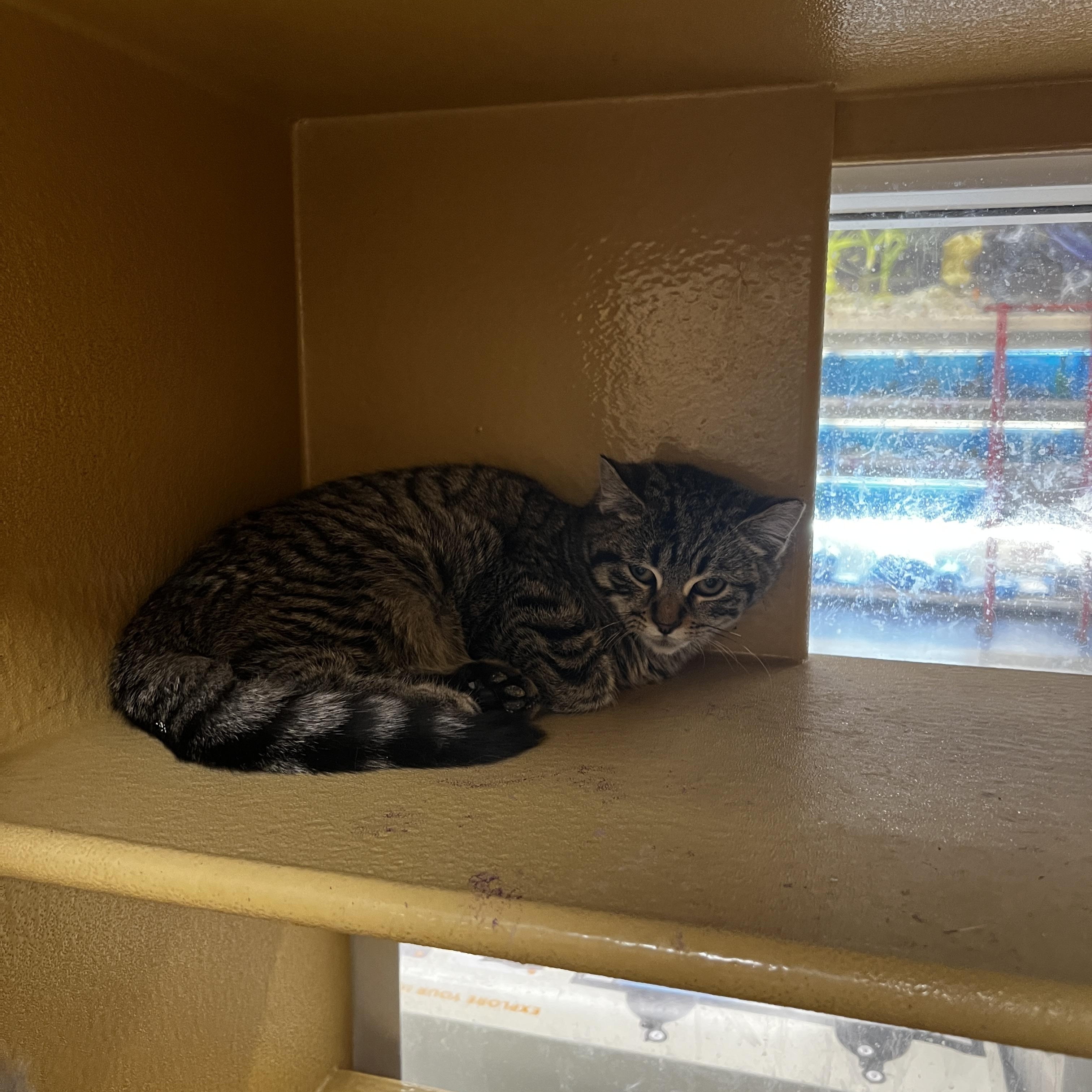 Enlarge Nurse, an adopted Domestic Short Hair in Parma, OH image 1/3