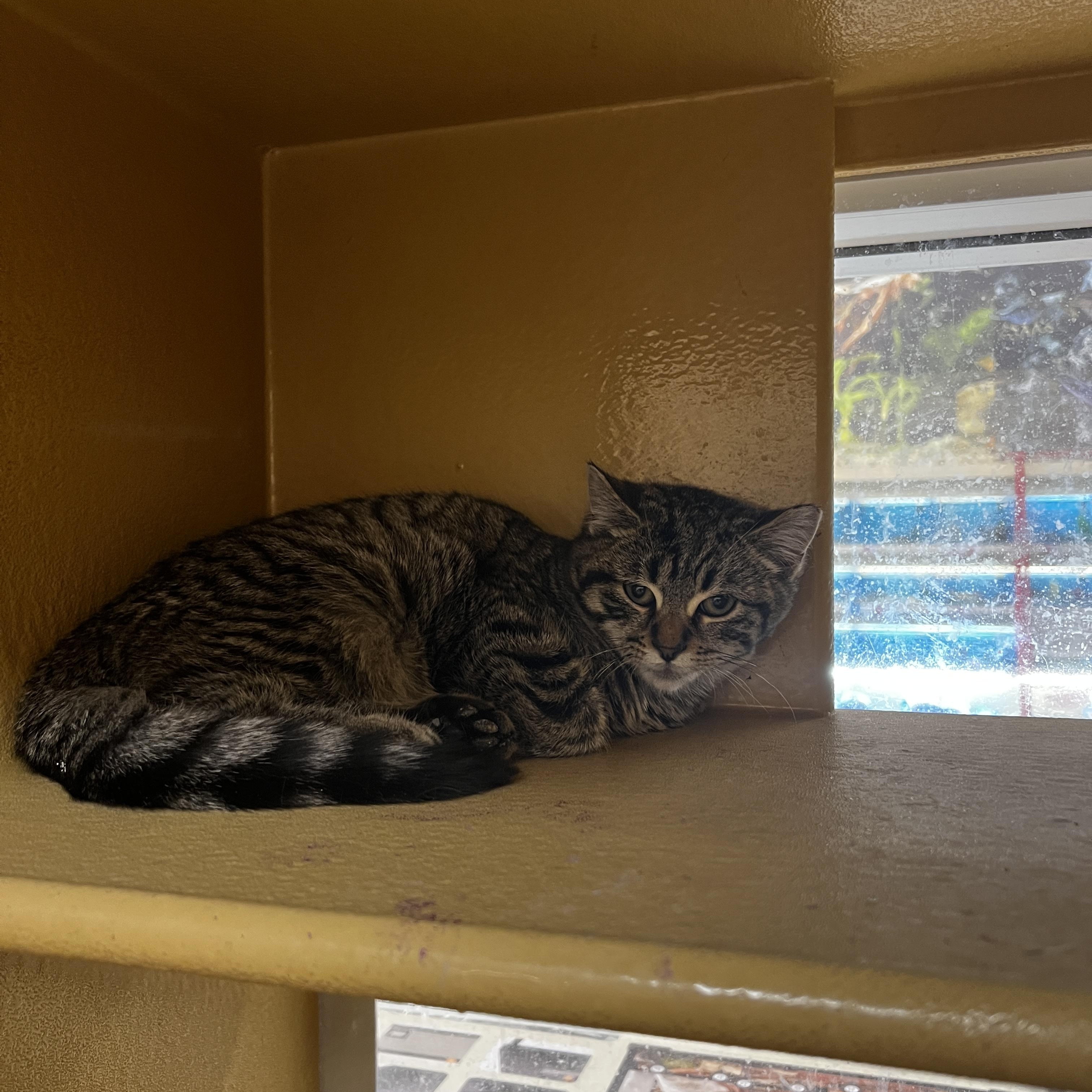 Enlarge Nurse, an adopted Domestic Short Hair in Parma, OH image 2/3