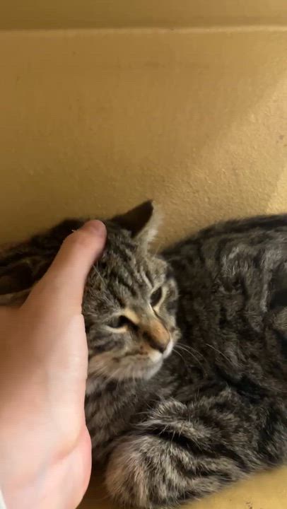 Enlarge Nurse, an adopted Domestic Short Hair in Parma, OH video 3/3