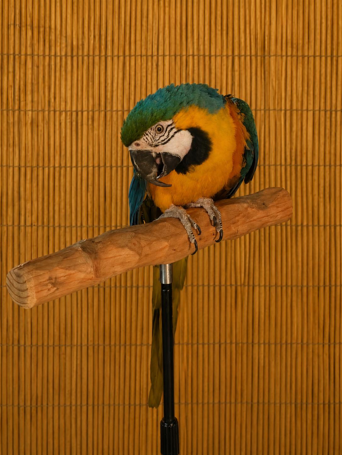 Keisha Female Blue & Gold Macaw - For Ladies ONLY, an adoptable Macaw in Vancouver, WA image 2/5
