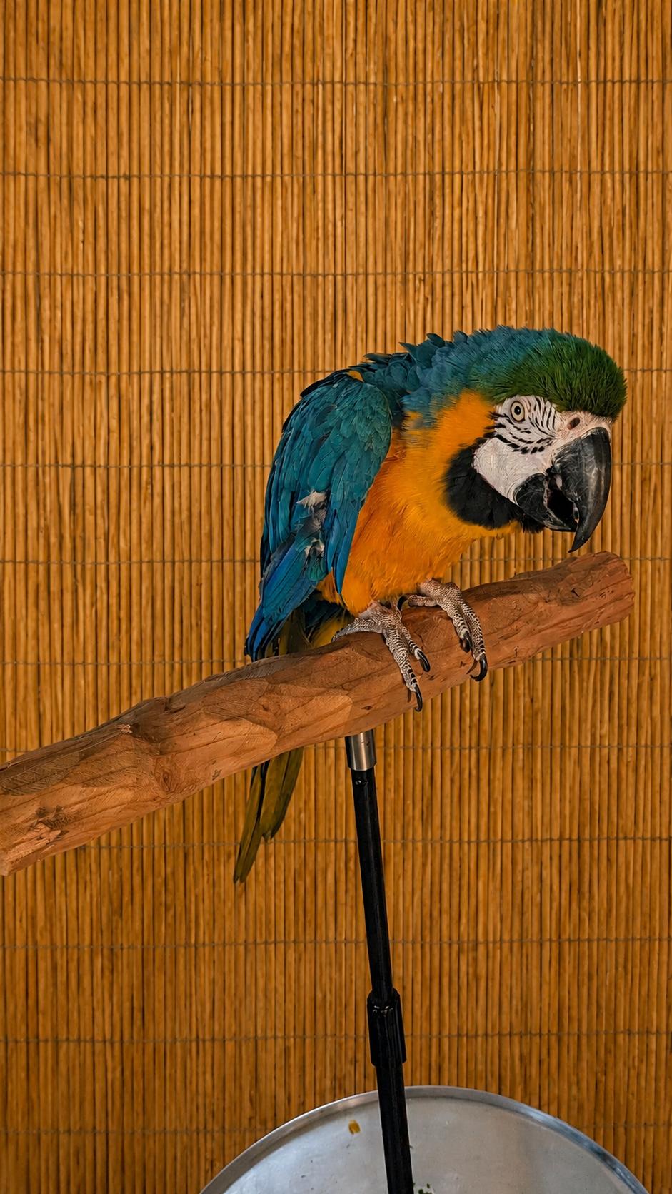 Keisha Female Blue & Gold Macaw - For Ladies ONLY, an adoptable Macaw in Vancouver, WA image 3/5