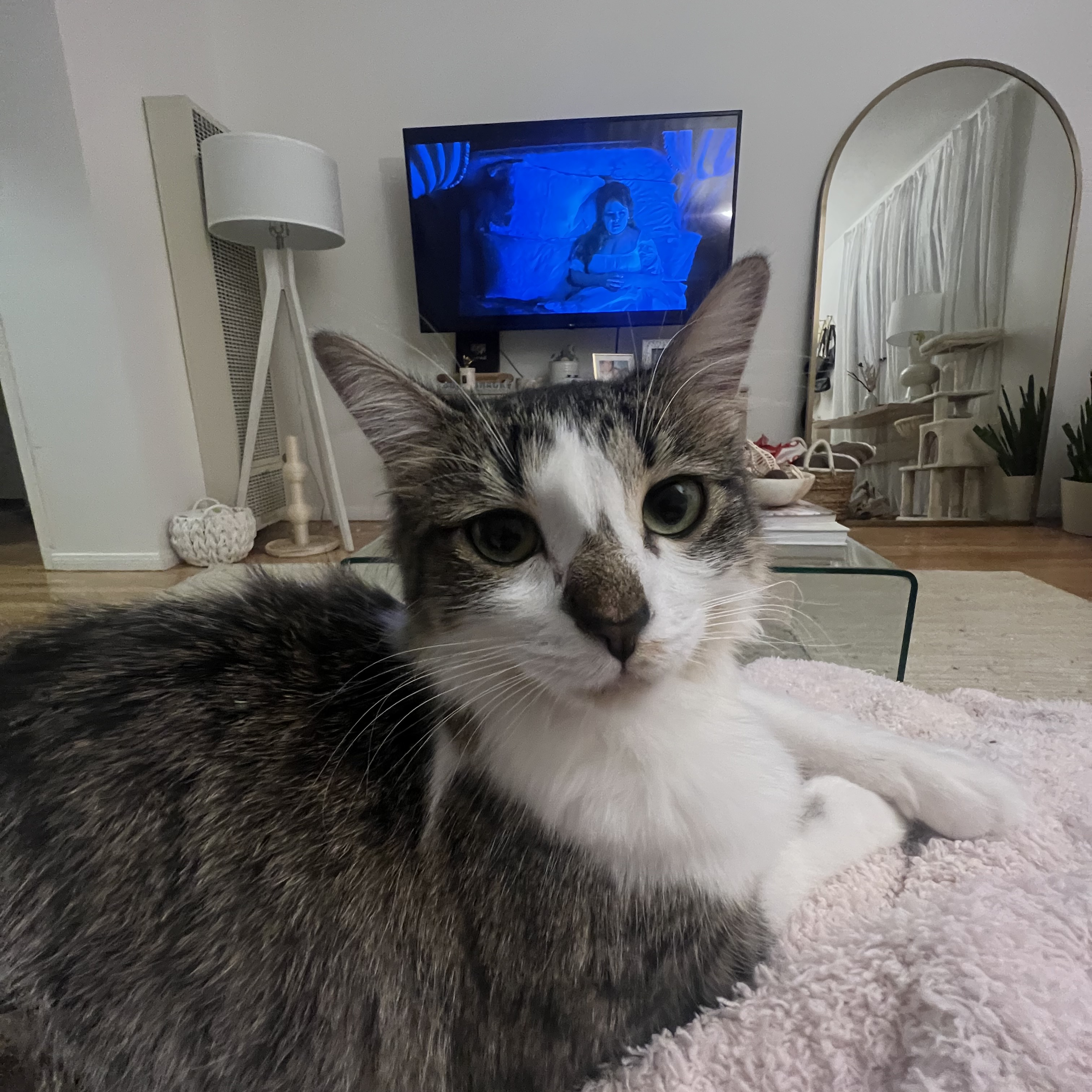 Harper, a Adopted Domestic Long Hair in hawthorne, CA image 4/6